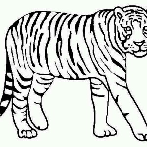 300x300 A Tiger Crawling From Its Nest Coloring Page