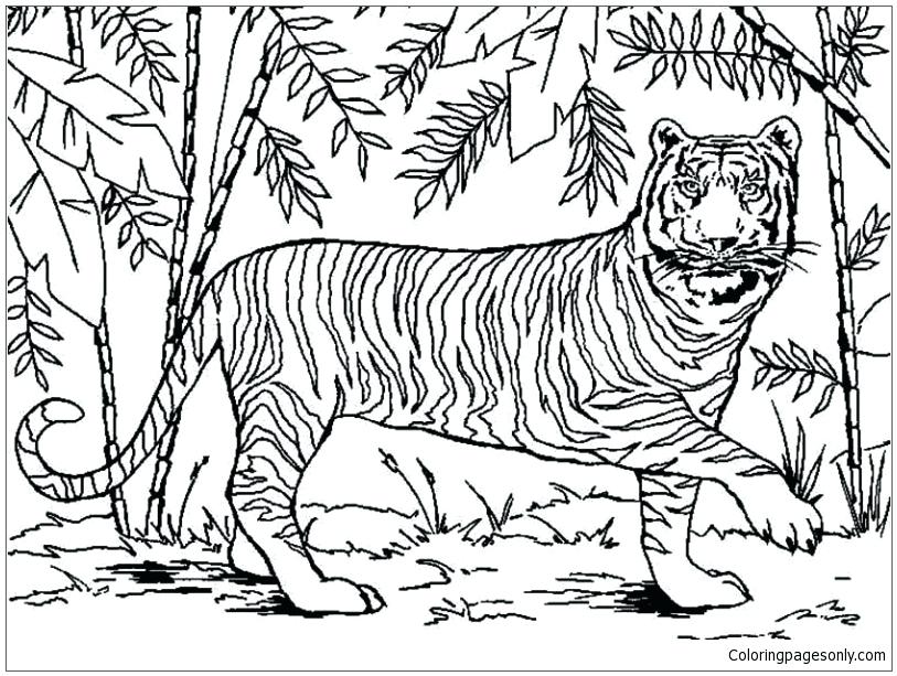 43+ Siberian Tiger Realistic Tiger Coloring Pages Images - Free ...