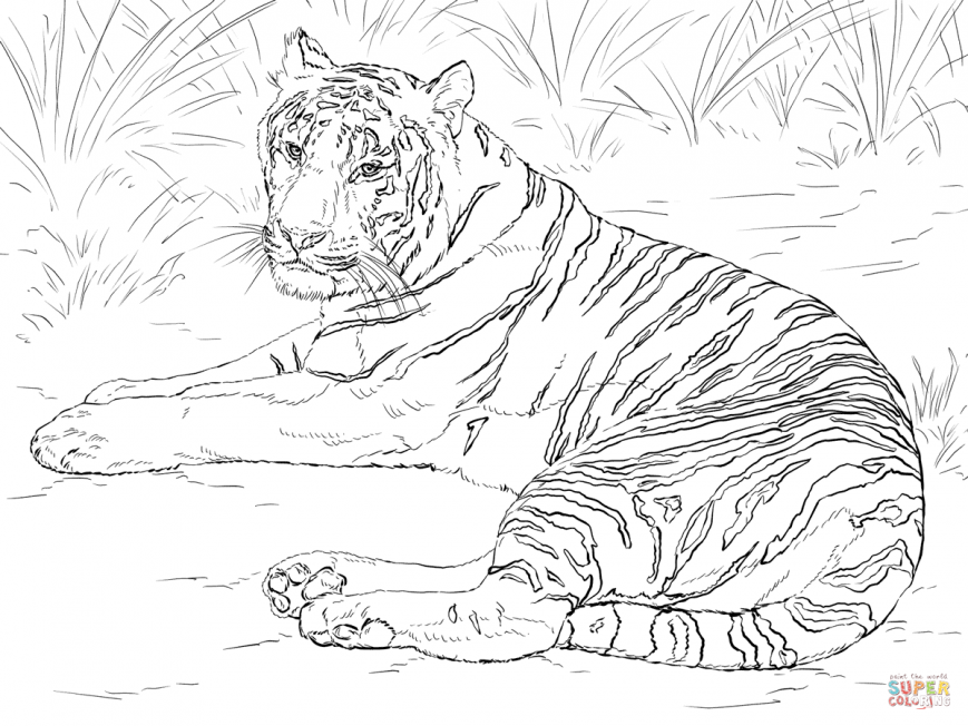 869x652 Tiger Coloring Pages Picture Design Pdf For Adults Colouring