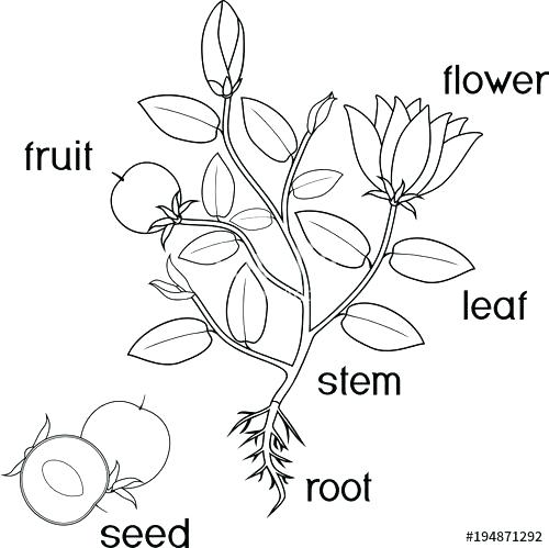 500x499 Cute Coloring Page 47