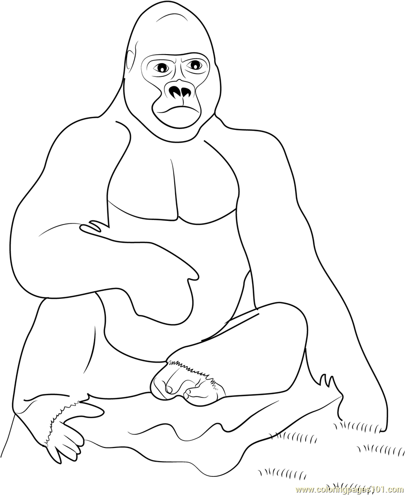 800x979 Gorilla Coloring Pages