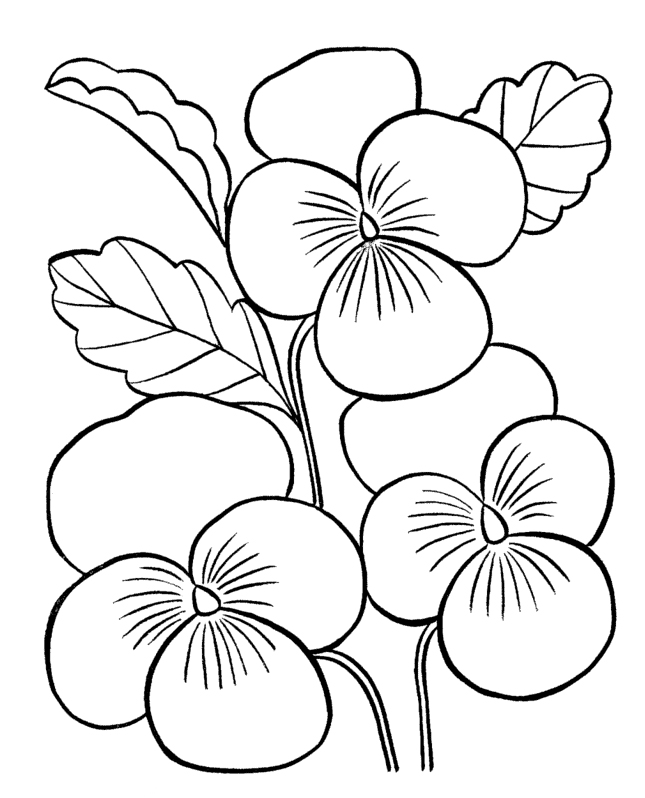 Flower Coloring Pages For Adults 645x798 Flower Coloring Pages For Adults