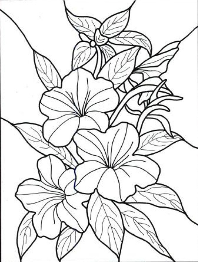 Adult Coloring Pages Flowers Simple Free 682x900 Adult Coloring Pages Flowers Simple Free