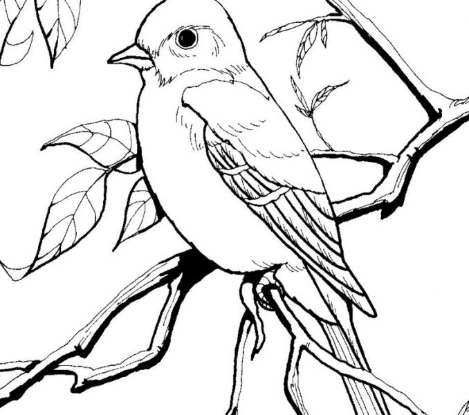 678x600 Bird Coloring Coloring Book Birds Simple Decoration Birds Coloring