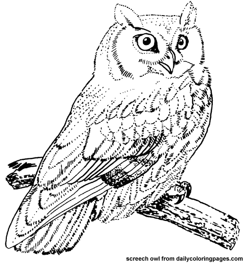 500x538 Owl Coloring Pages Are A Simple Way To Introduce Birds To Children