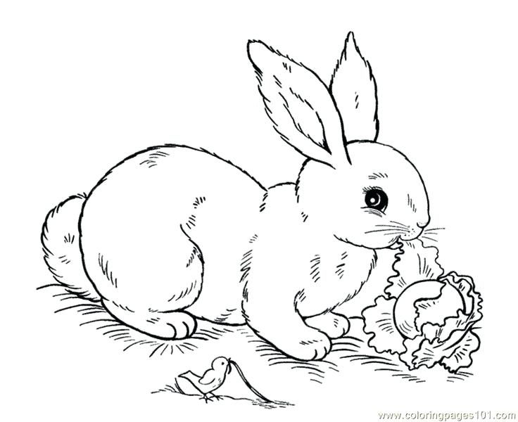 Colouring Easter Bunny Pictures 736x600 Colouring Easter Bunny Pictures