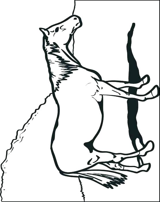 Horse Head Coloring Page Simple Horse Coloring Pages Horse Head 555x700 Horse Head Coloring Page Simple Horse Coloring Pages Horse Head