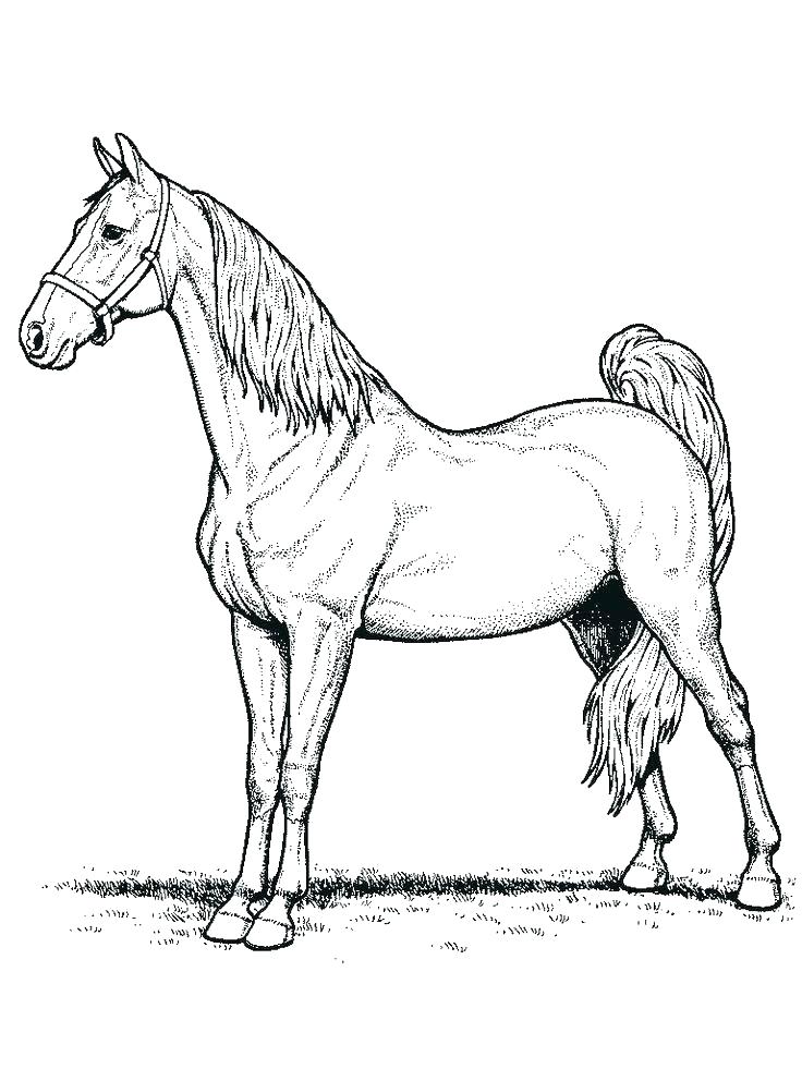 Simple Horse Coloring Pages Horse Coloring Page Simple Horse 736x981 Simple Horse Coloring Pages Horse Coloring Page Simple Horse