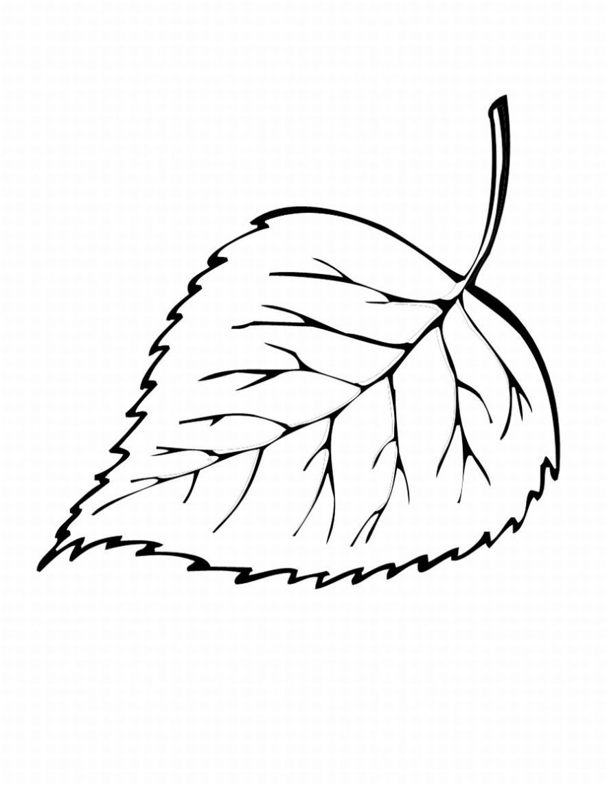 Simple Leaf Colouring Pages 884x1143 Simple Leaf Colouring Pages