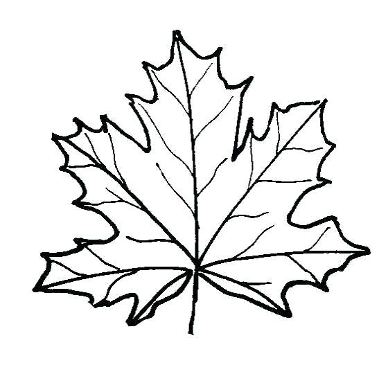 Coloring Pages Of Leaves Simple Maple Leaf Coloring Page Printable 560x540 Coloring Pages Of Leaves Simple Maple Leaf Coloring Page Printable