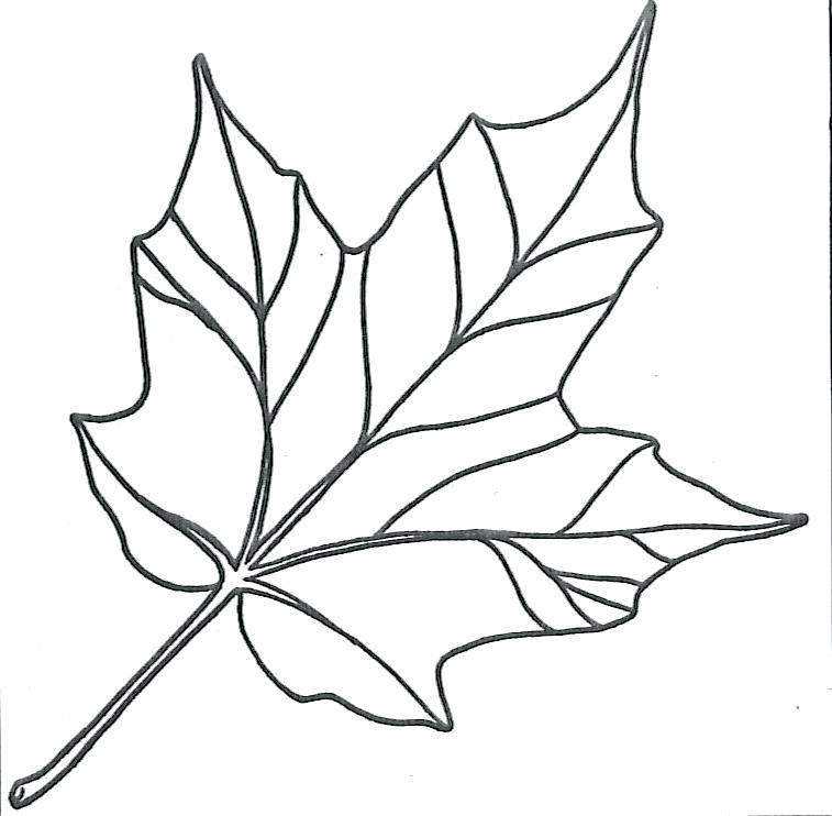 Leaf Coloring Maple Leaf Simple 4 Leaf Coloring Pages For Toddlers 757x742 Leaf Coloring Maple Leaf Simple 4 Leaf Coloring Pages For Toddlers