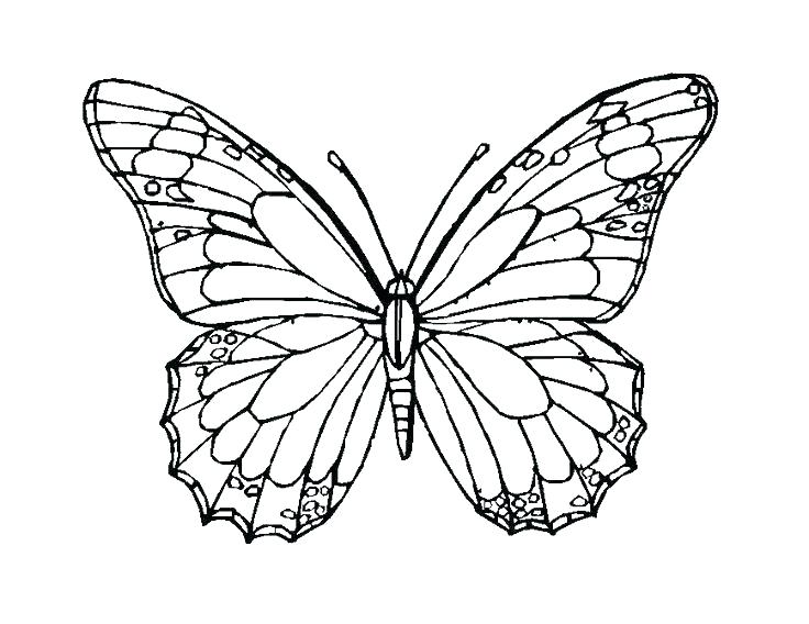 736x568 Butterfly Coloring Pages Free