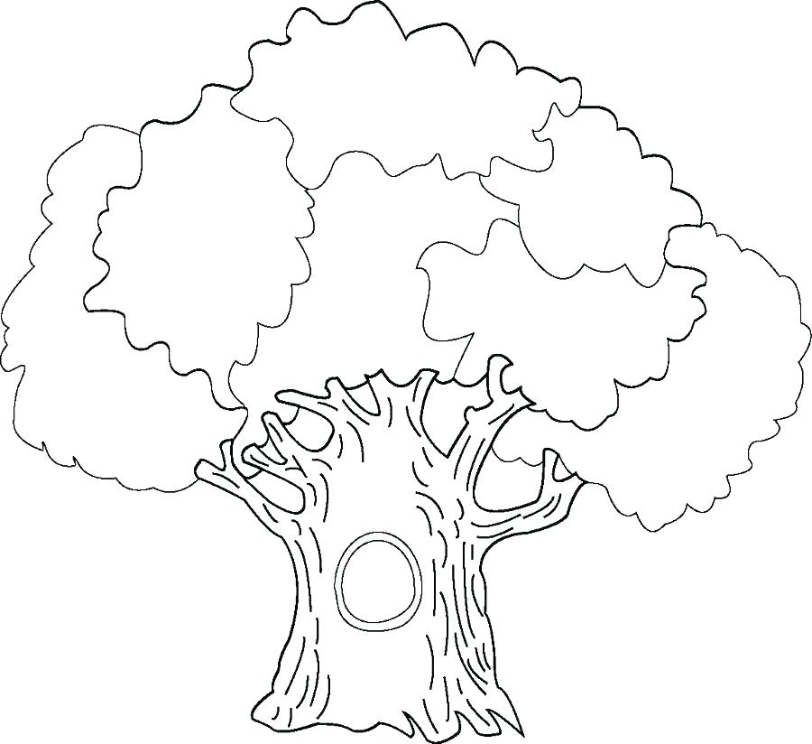 900x824 Simple Oak Tree Drawing Nature Simple Oak Tree Drawing Live Oak