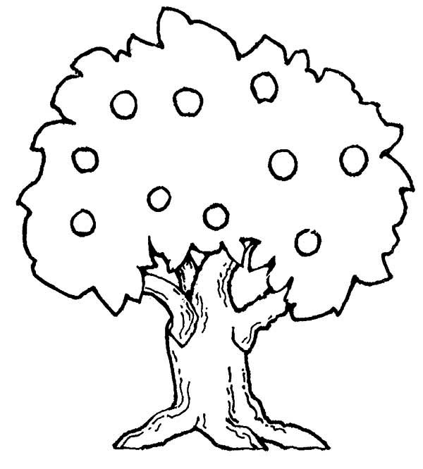 600x666 Attractive Design Apple Tree Coloring Page Pages Barriee