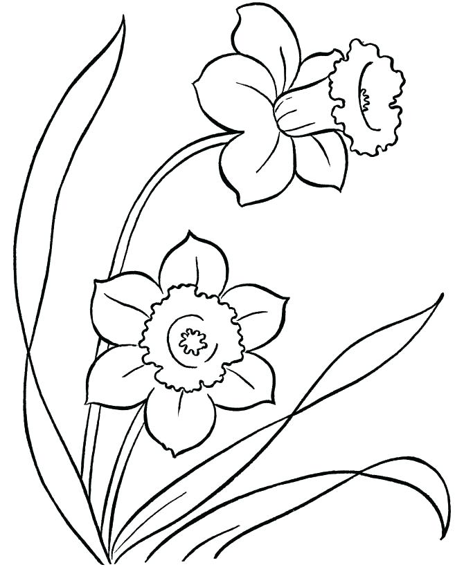 670x820 Small Flower Coloring Pages Vintage Flower Tulips An Illustration