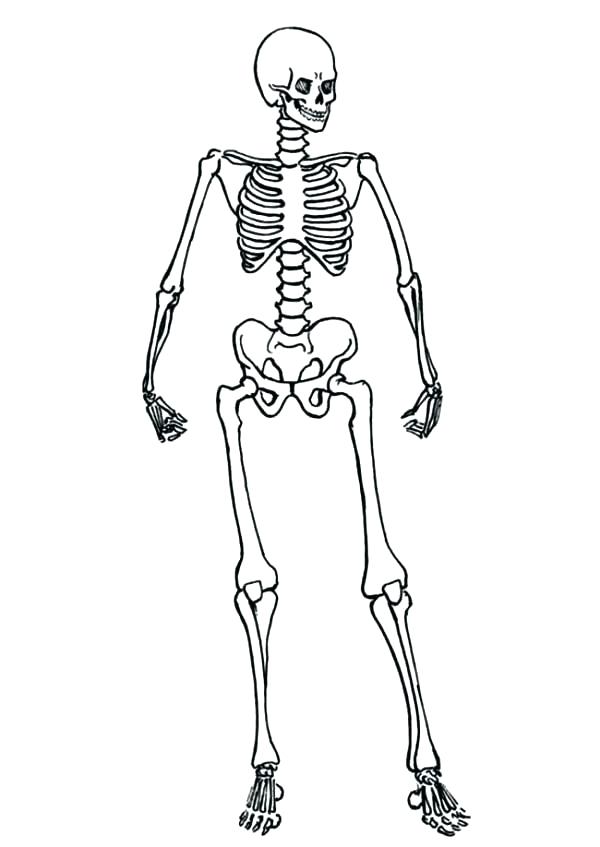 600x847 Skeleton Coloring Sheet Skeletal System Coloring Pages Human