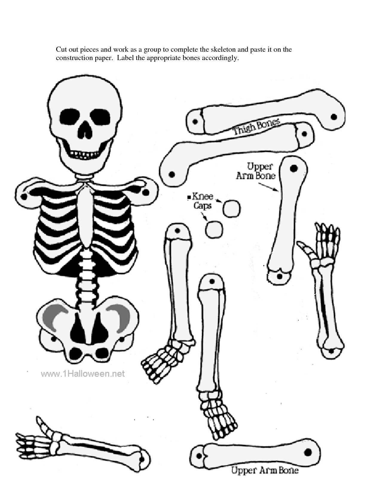 1275x1650 Skeletal System Without Label