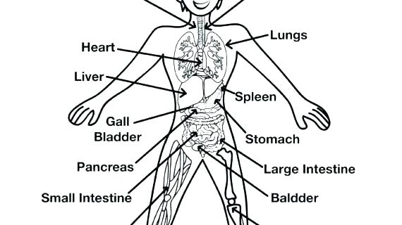 570x320 Circulatory System Coloring Page Skeletal System Coloring Sheet