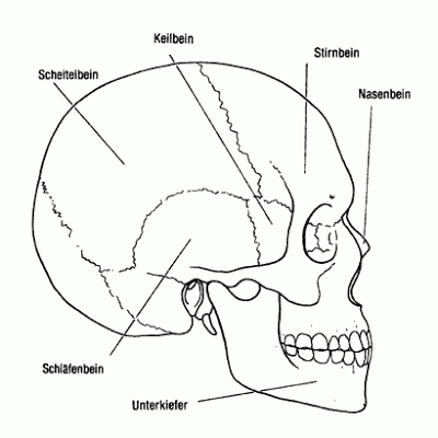 400x400 Skull Bones Anatomy Coloring Pages