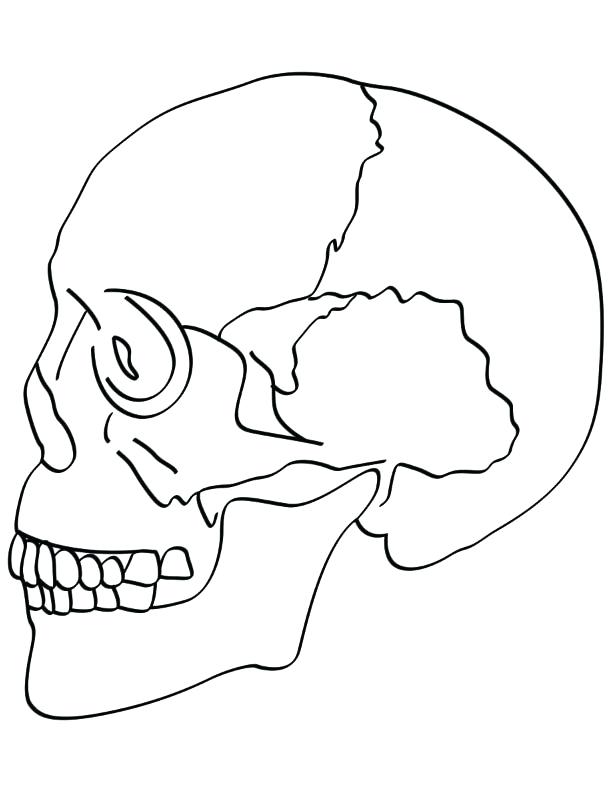612x792 Bone Coloring Page Skull Bones Coloring Pages Skull Bones Anatomy