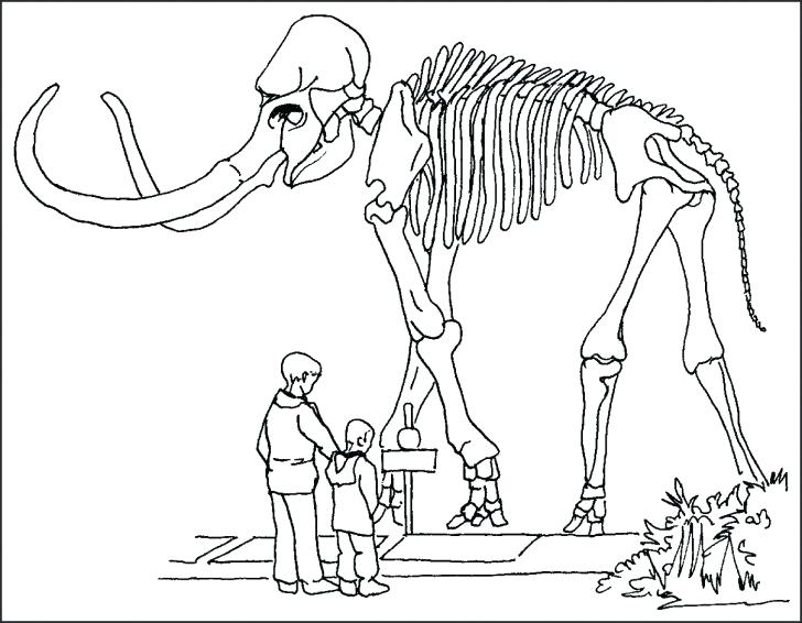 728x566 Skeleton Coloring Pages To Print Human Skeleton Coloring Pages