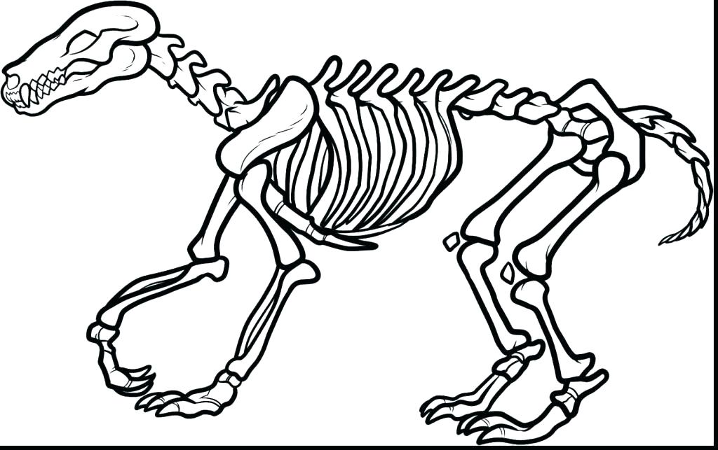 Skeleton Coloring Sheet Human Skeleton Coloring Pages Skeleton 1024x643 Skeleton Coloring Sheet Human Skeleton Coloring Pages Skeleton