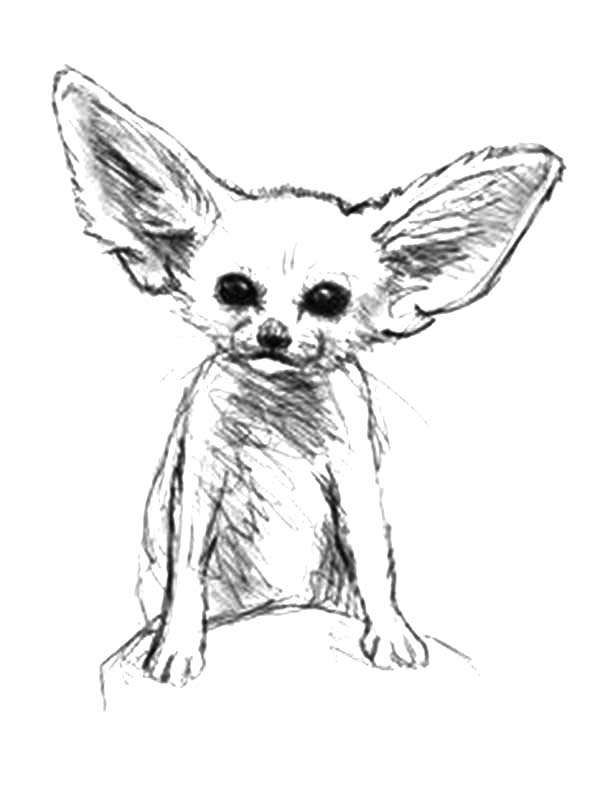 600x803 Desert Fox Sketch Coloring Pages