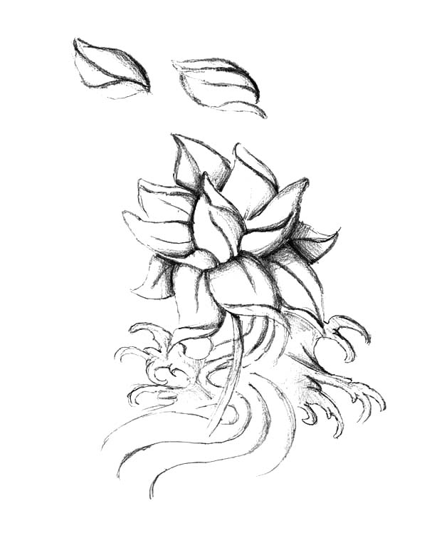 600x748 Simple Lotus Flower Sketch Coloring Pages Batch Coloring