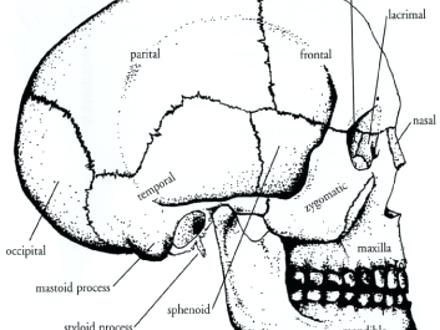 440x330 Skull Coloring Pages Anatomy Anatomy Coloring Pages Skull Coloring
