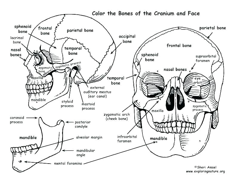 794x612 The Anatomy Coloring Book 4th Ed The Anatomy Coloring Book Skull