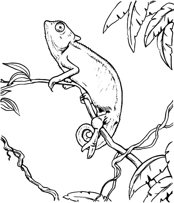Chameleon Look Up To The Sky Coloring Pages Best Place To Color 600x701 Chameleon Look Up To The Sky Coloring Pages Best Place To Color