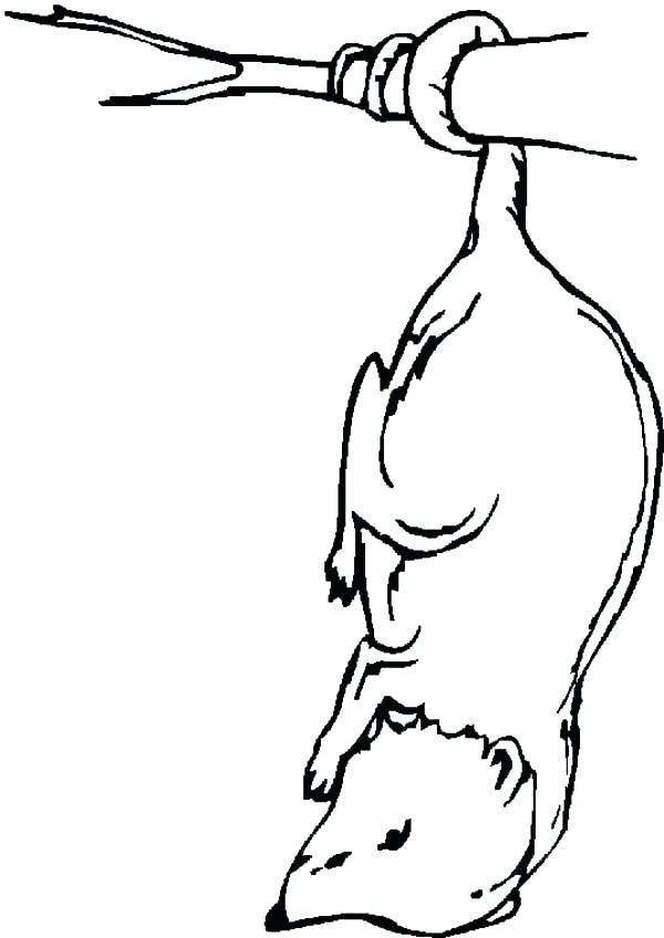 600x848 Opossum Coloring Pages Opossum Coloring Pages Opossum Coloring