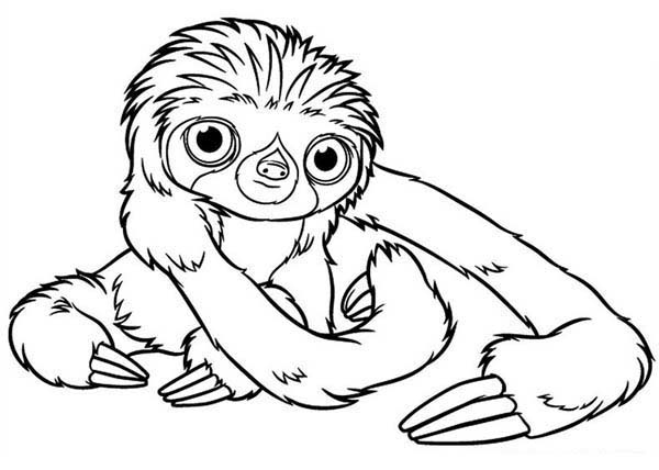 Baby Sloth Coloring Page Color Luna 600x428 Baby Sloth Coloring Page Color Luna