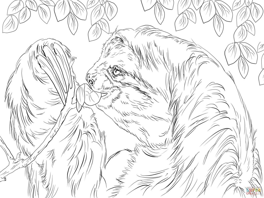 Three Toed Sloth Eating Leaves Print Coloring Page 1024x768 Three Toed Sloth Eating Leaves Print Coloring Page