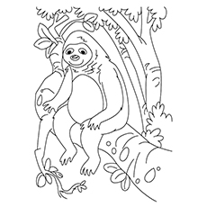 Top 10 Sloth Coloring Pages For Your Toddler 230x230 Top 10 Sloth Coloring Pages For Your Toddler