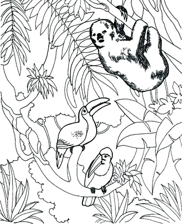 Toucan Coloring Page Sloth Coloring Pages Sloth And Toucan Bird 600x737 Toucan Coloring Page Sloth Coloring Pages Sloth And Toucan Bird