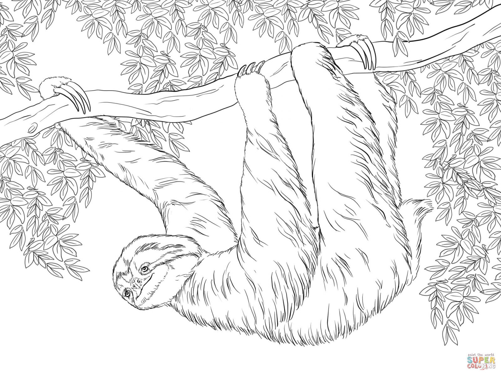 Unique Baby Sloth Coloring Page For Kids Vector Zentangle Print 1600x1200 Unique Baby Sloth Coloring Page For Kids Vector Zentangle Print