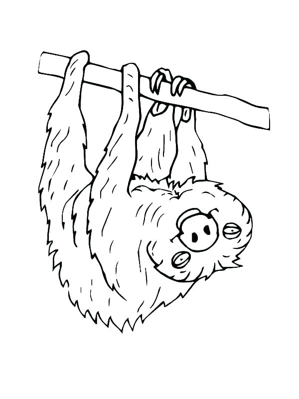 Sloth Bear Coloring Page 600x800 Sloth Bear Coloring Page