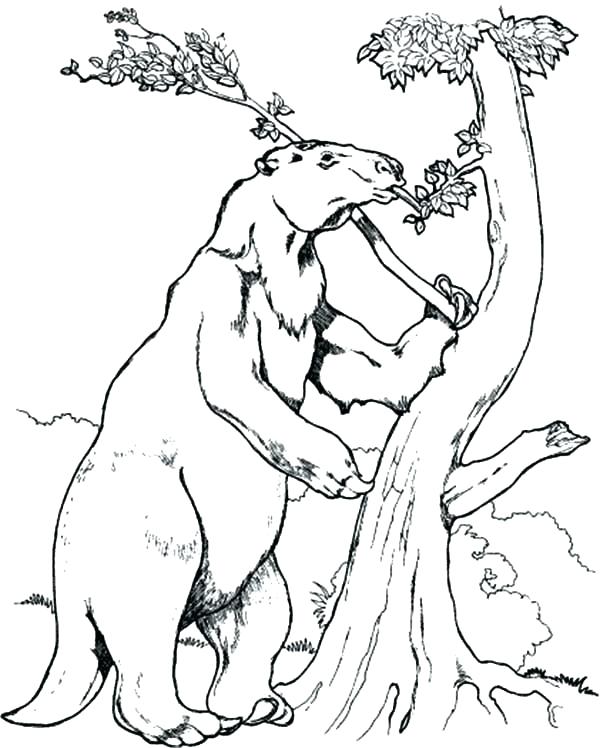 Sloth Coloring Pages 600x748 Sloth Coloring Pages