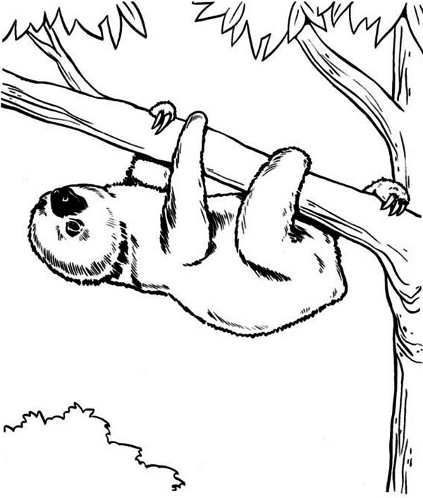 Endangered Species Sloth Coloring Page Color Luna 600x706 Endangered Species Sloth Coloring Page Color Luna