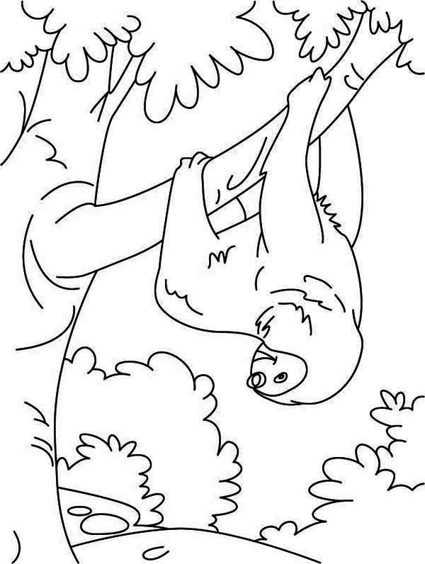 Funny Animal Sloth Coloring Page Color Luna 600x796 Funny Animal Sloth Coloring Page Color Luna