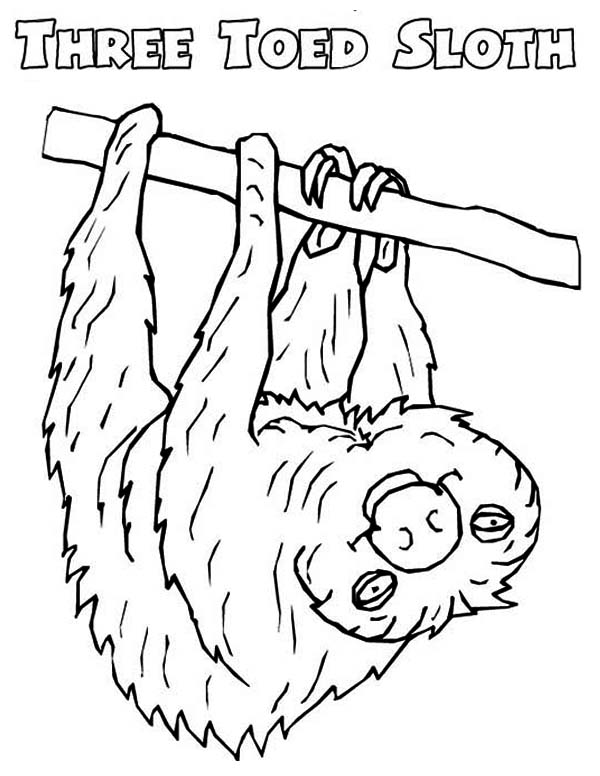 Picture Of Sloth Coloring Page Color Luna 600x776 Picture Of Sloth Coloring Page Color Luna
