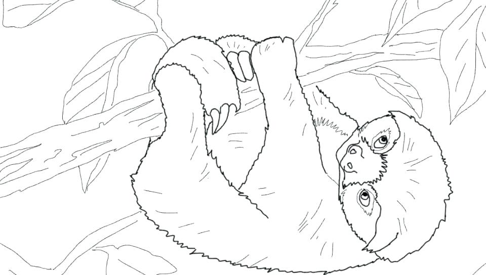 Sloth Coloring Page Baby Sloth Coloring Page Pages For Kids Unique 960x544 Sloth Coloring Page Baby Sloth Coloring Page Pages For Kids Unique