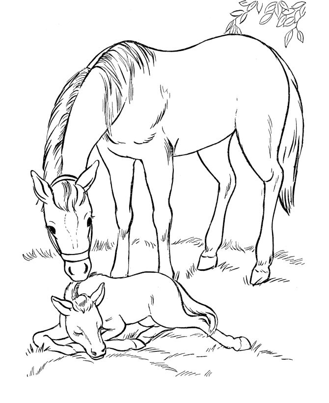 Small Horse Coloring Pages