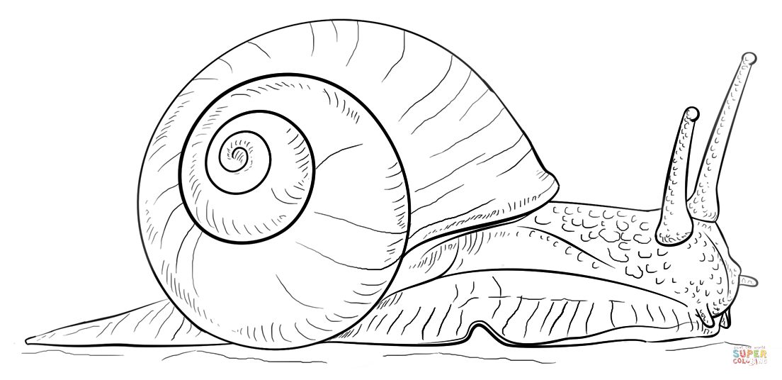 Snail Coloring Page 1104x536 Snail Coloring Page