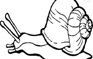 Snail Coloring Pages 315x200 Snail Coloring Pages