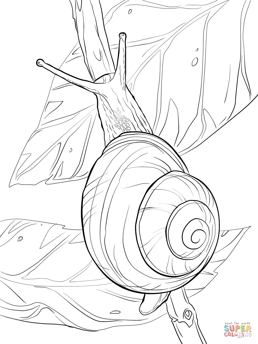 White Lipped Snail Coloring Pages.png (Png Image, 899 1199 899x1199 White Lipped Snail Coloring Pages.png (Png Image, 899 1199
