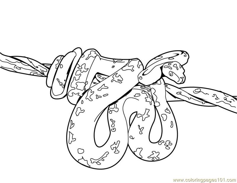 800x618 King Cobra Snake Coloring Pages Download And Print For Free