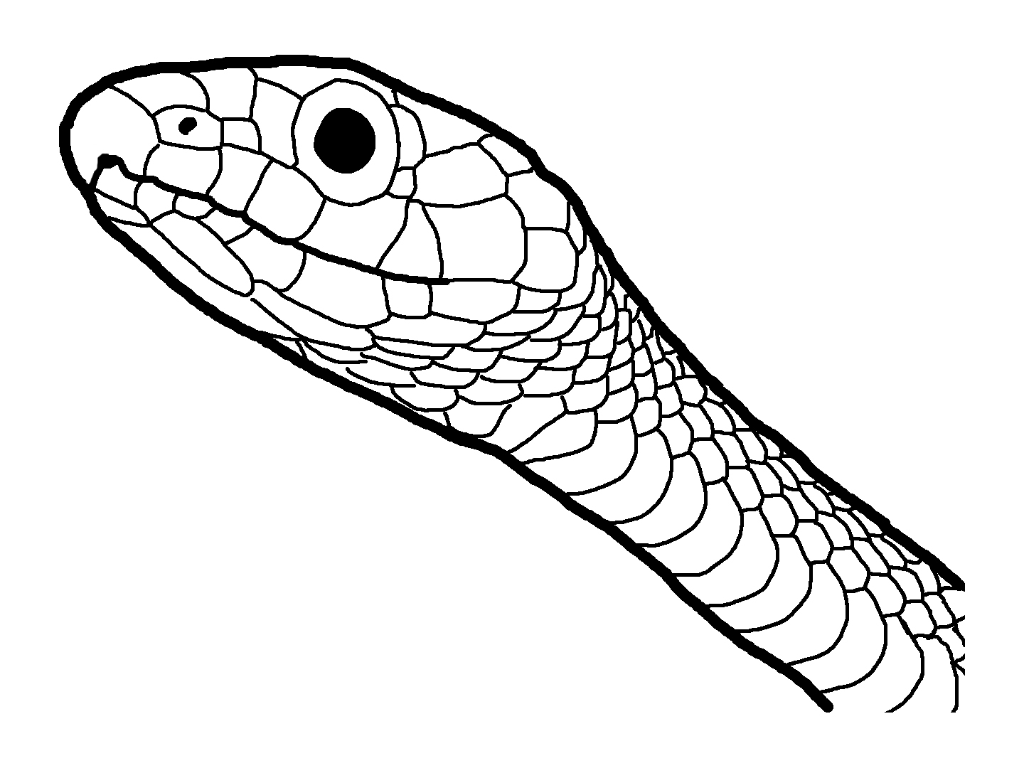 1440x1080 Amphibian And Reptile Coloring Pages