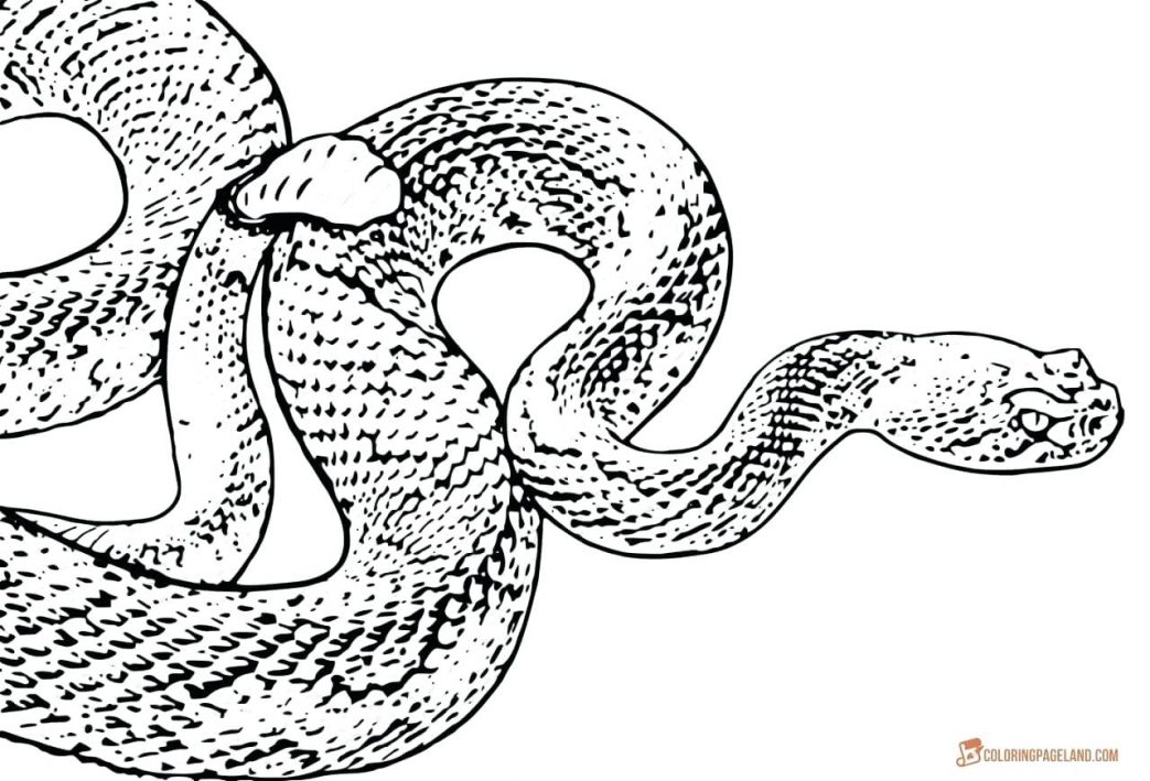 1043x709 Ninjago Snakes Colouring Pages Snake Coloring Viper Size Realistic